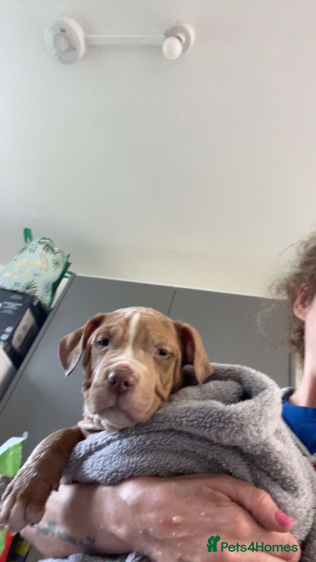 Mixed Breed dogs for sale: Blue staff cross mastiff - Advert 5