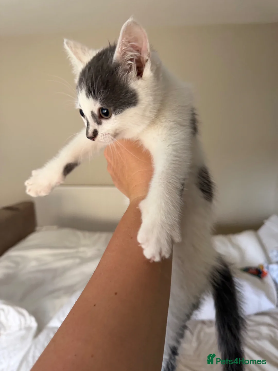 Mixed Breed cats for sale: KITTEN FOR SALE BOY - Advert 12