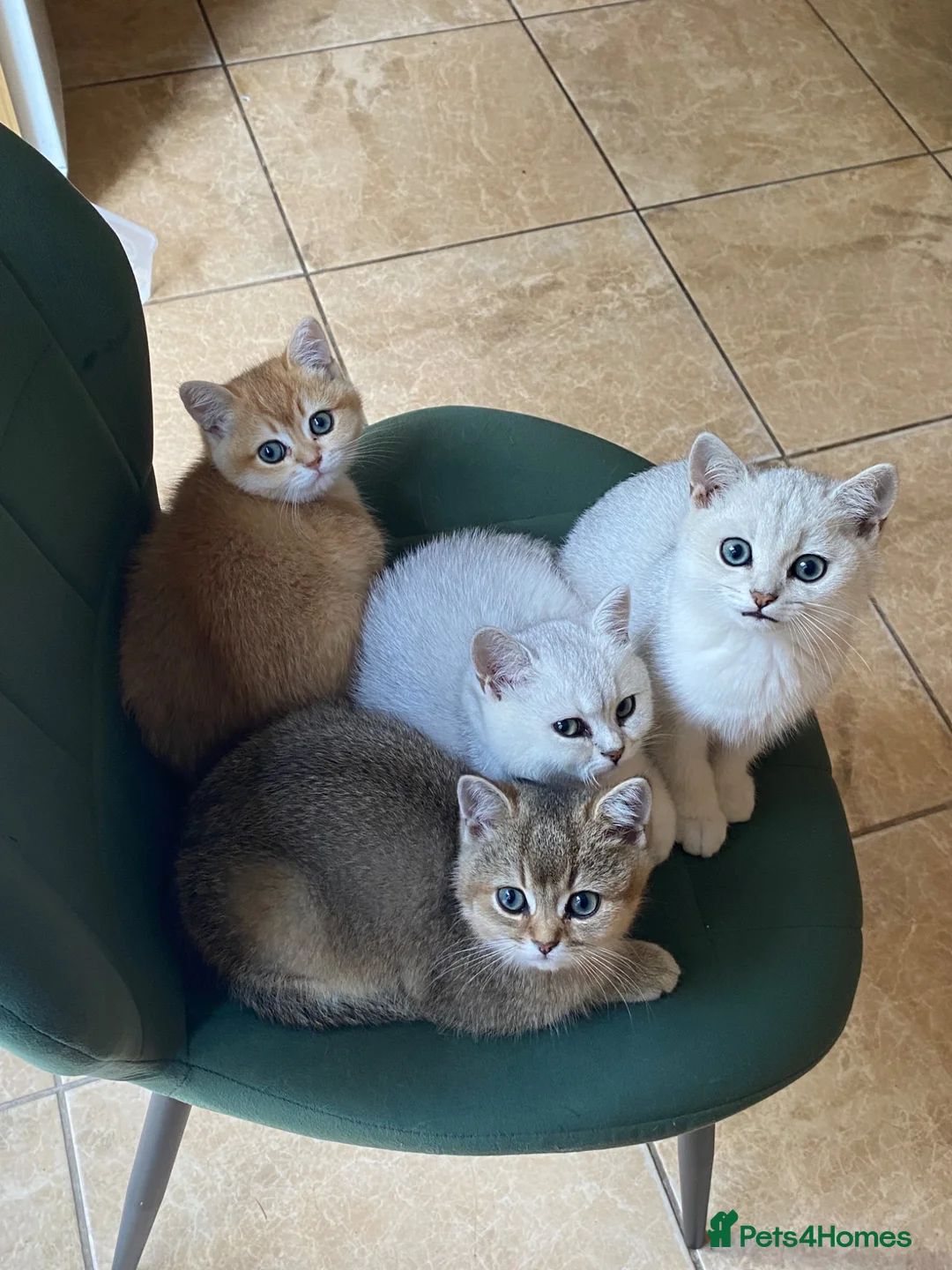 British Shorthair cats for sale: British Shorthair Golden & Silver Kittens  - Advert 1