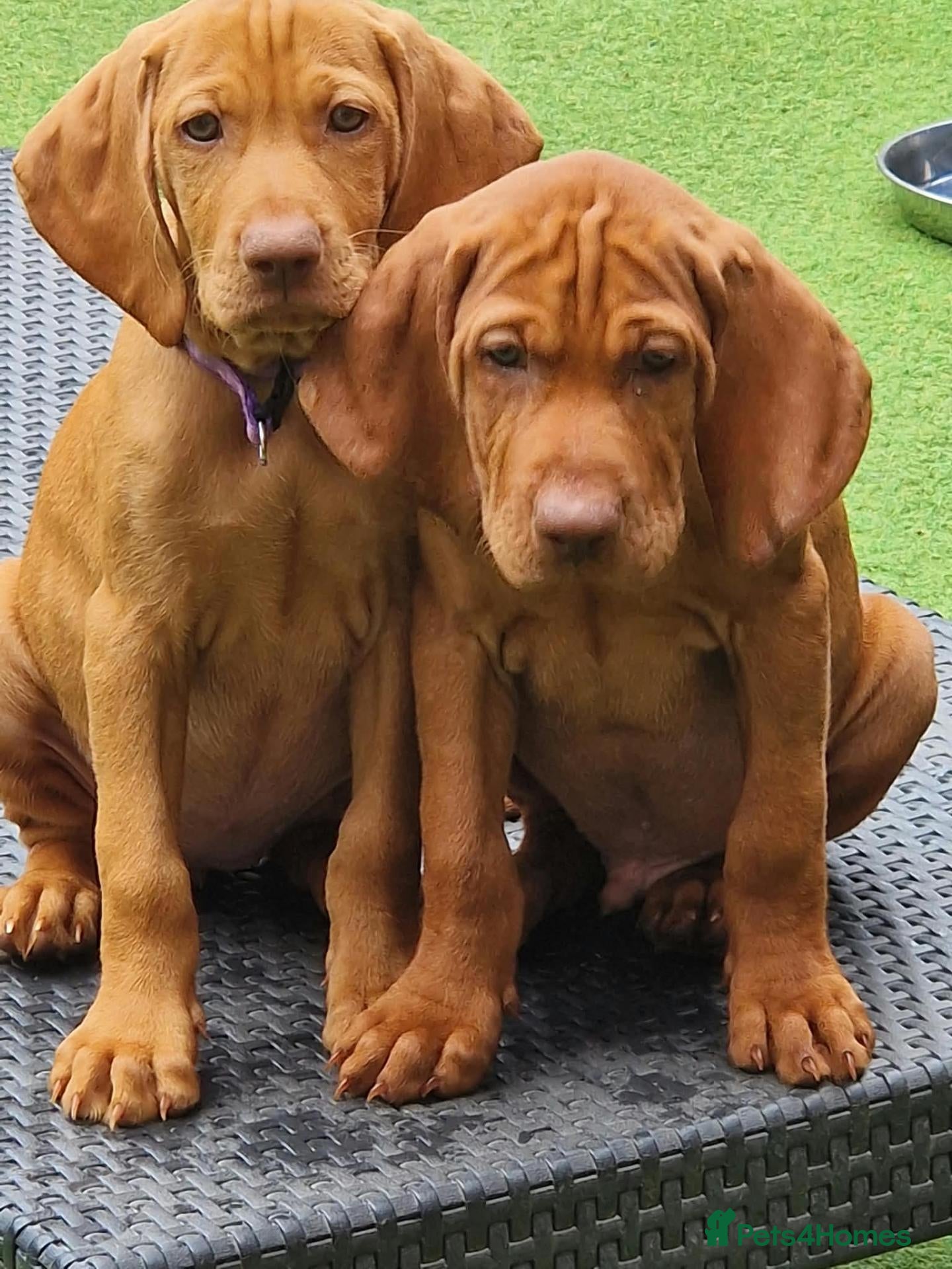 Hungarian Vizsla dogs Hungarian Vizsla Puppies KC Registered - Advert 2