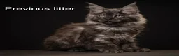 Maine Coon cats for sale: Council licensed TICA Maine Coon kittens - Advert 6