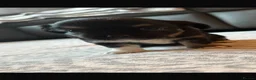 Chihuahua dogs for sale: Beautiful chihuahua babies - Advert 3