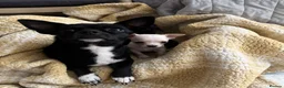 Chihuahua dogs for sale: Gorgeous Chihuahua Puppies  - Advert 8