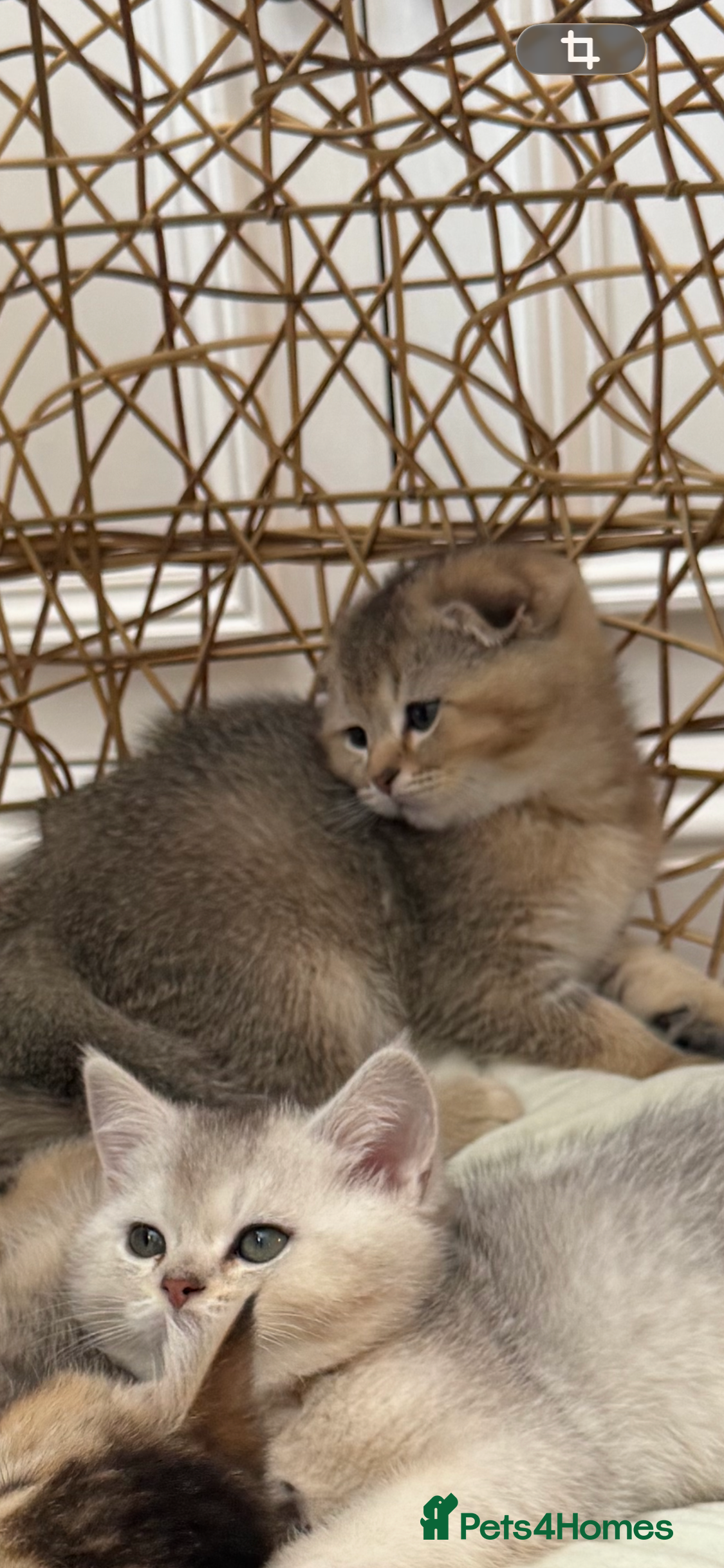 British Shorthair cats British shorthair kittens  - Advert 2