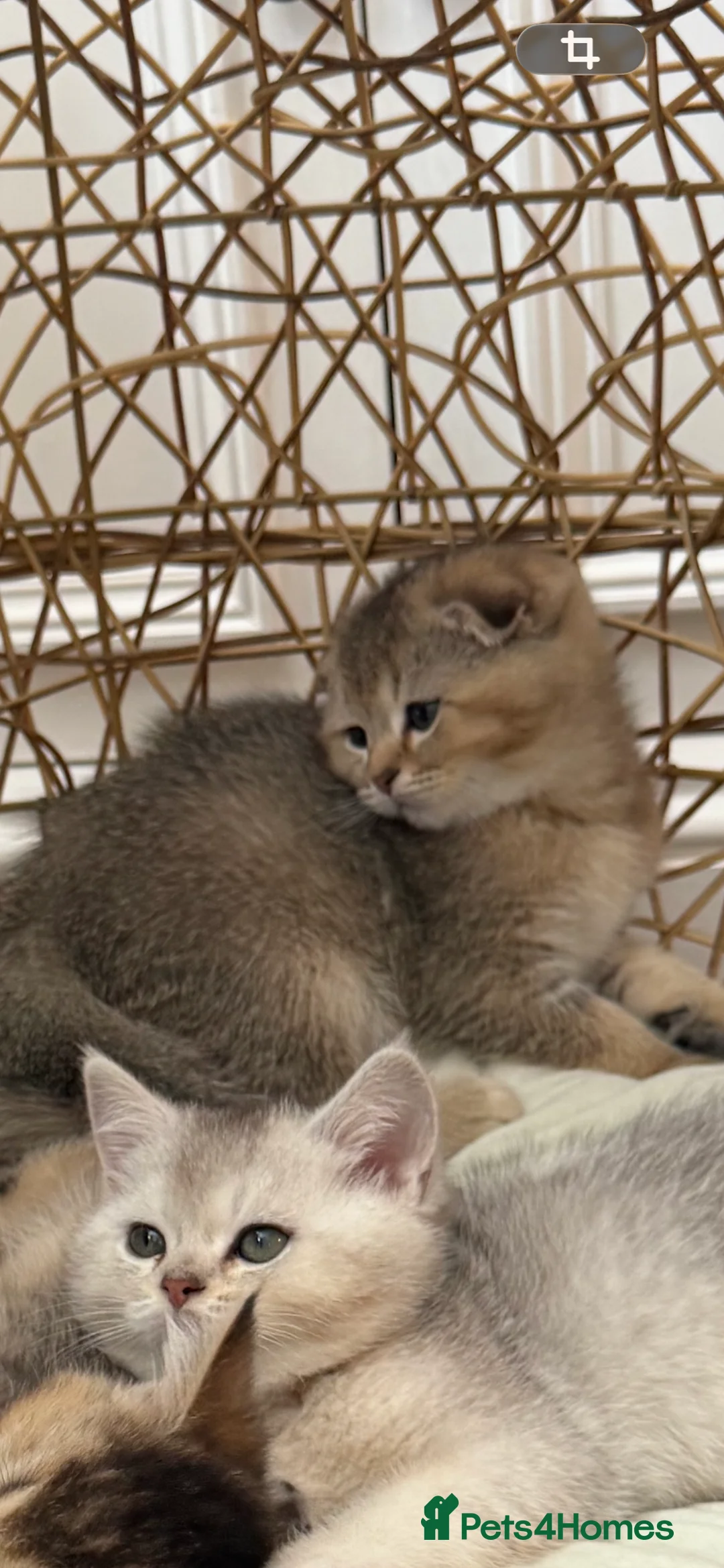 British Shorthair cats for sale: British shorthair kittens  - Advert 2
