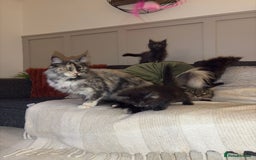Maine Coon cats for sale: Gccf registered Adorable mainecoon kittens - Image 14