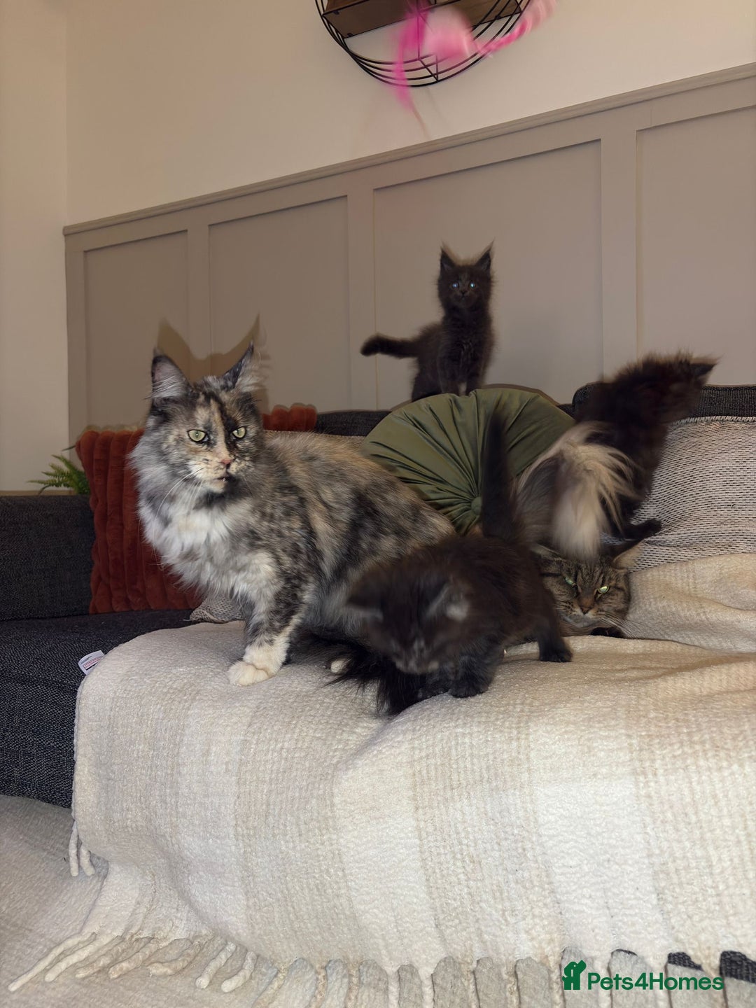Maine Coon cats for sale: Gccf registered Adorable mainecoon kittens - Image 14