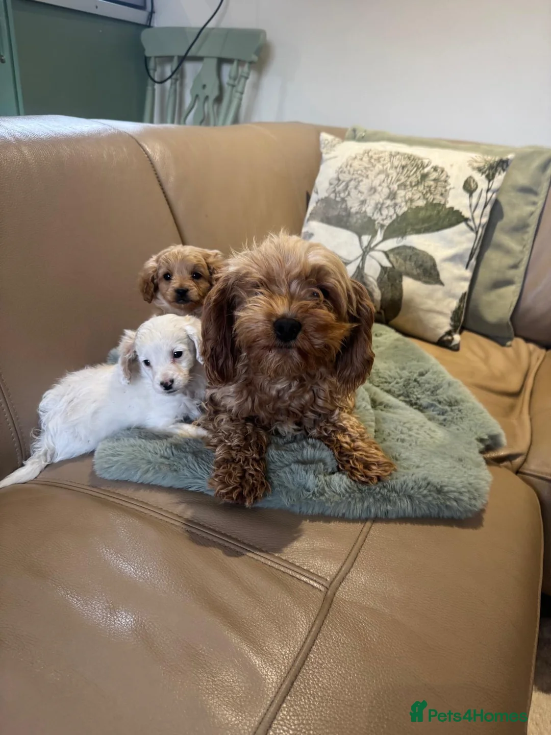Cavapoo dogs for sale: Cavapoo puppy’s  - Advert 1