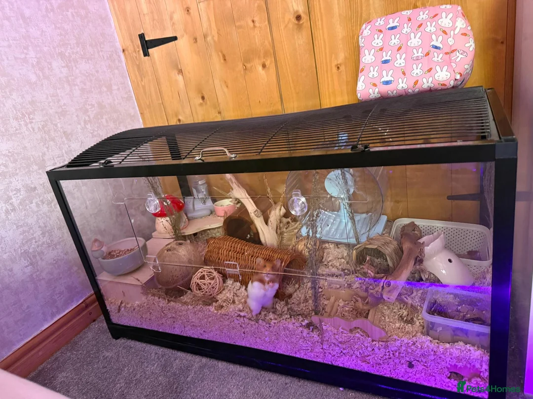 Hamster rodents for sale: Syrian hamster  - Advert 2