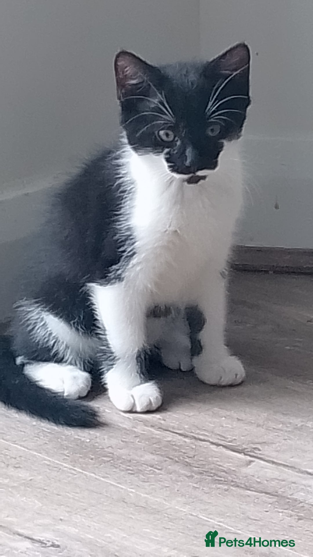 Mixed Breed cats for sale: Beautiful Mixed Tabby and Ginger Kittens  - Image 3