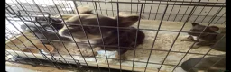 French Bulldog dogs for sale: Beautiful fluffy  - Advert 1