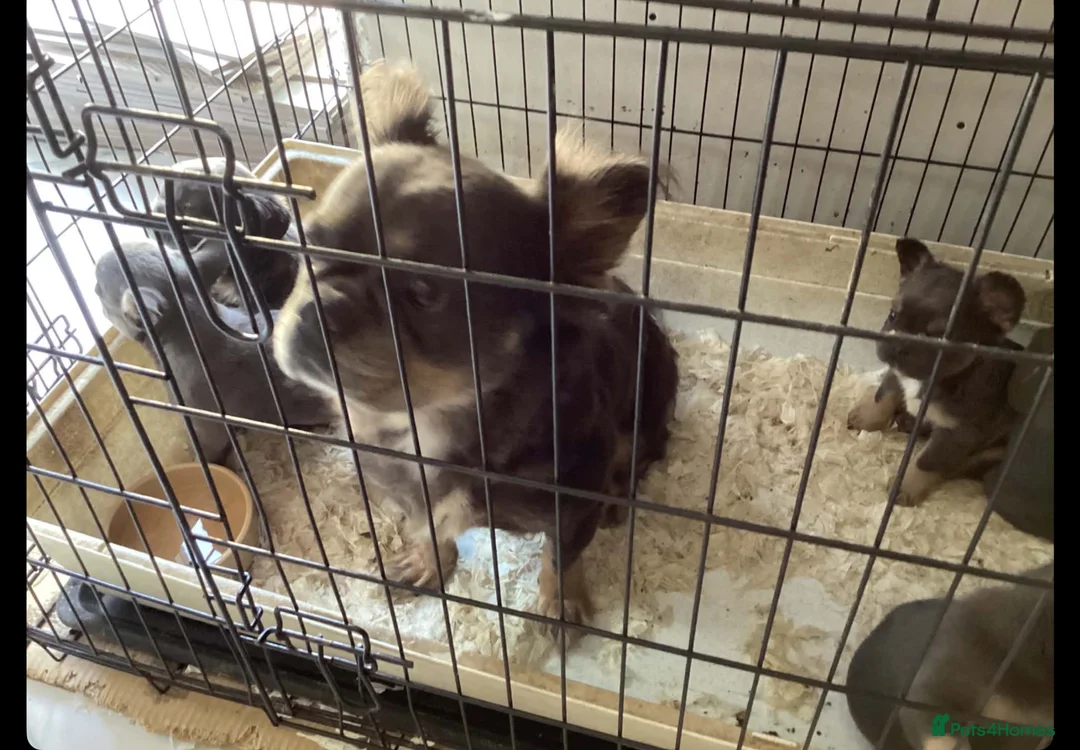 French Bulldog dogs for sale: Beautiful fluffy  - Advert 1