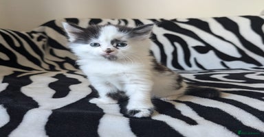 Mixed Breed cats - Advert 10