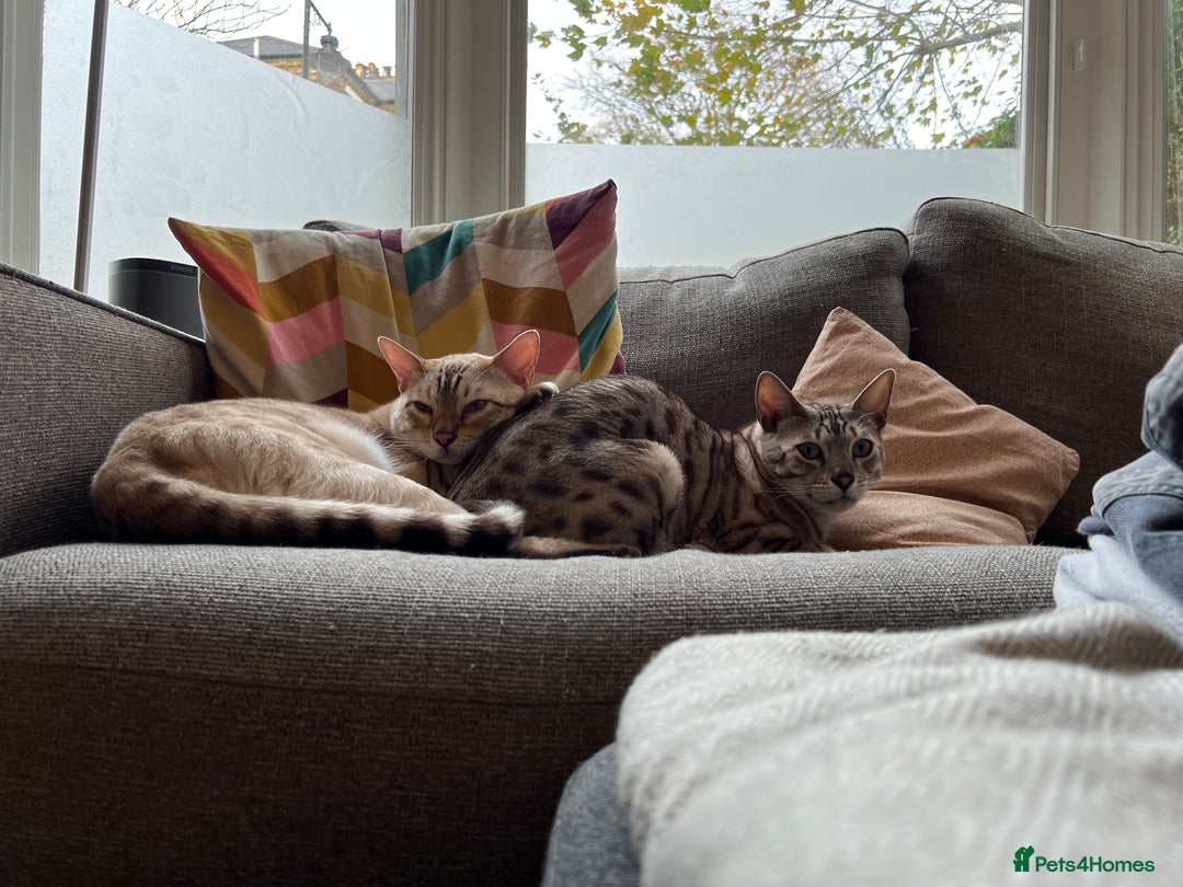 Bengal cats for sale: Two Bengal Boys - Advert 7