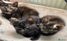 British Longhair cats for sale: 3 baby kittens house trained needing a new home - Image 1