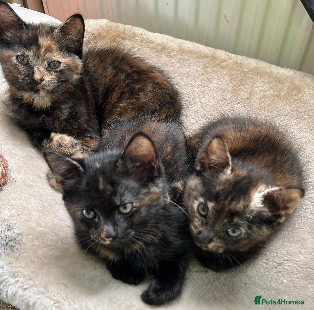 British Longhair cats for sale: 3 baby kittens house trained needing a new home - Image 1
