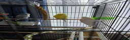 Budgerigars birds for sale: Budgies for sale  in Canvey Island - Advert 5