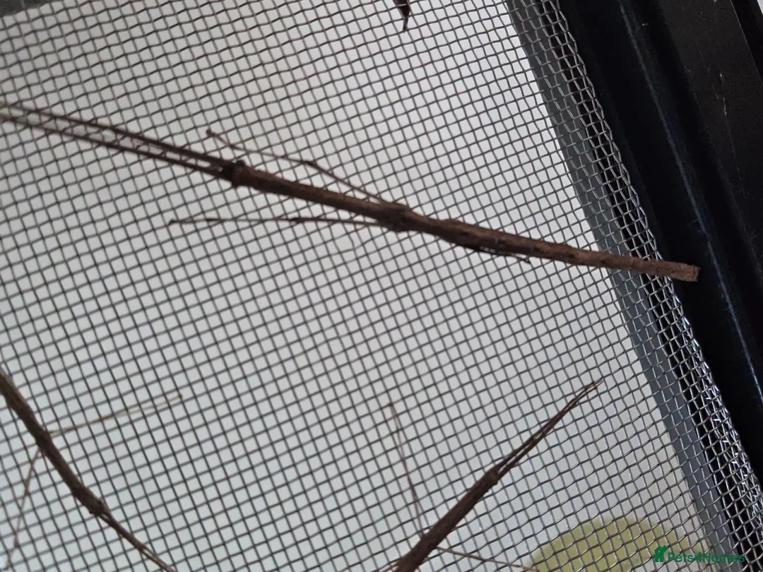 Stick Insects invertebrates for sale: Budwing stick insects - Advert 2