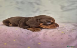 Dachshund dogs for sale: Miniature dachshund puppies PRA CLR - Image 17