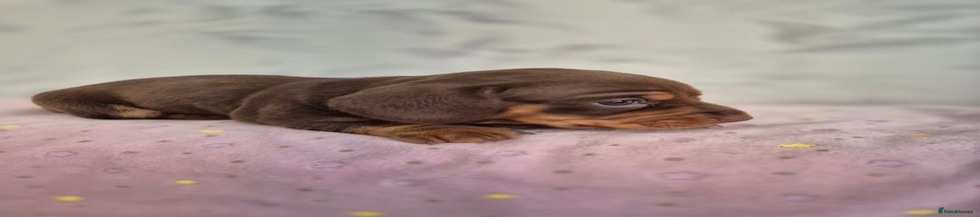 Dachshund Puppy 5