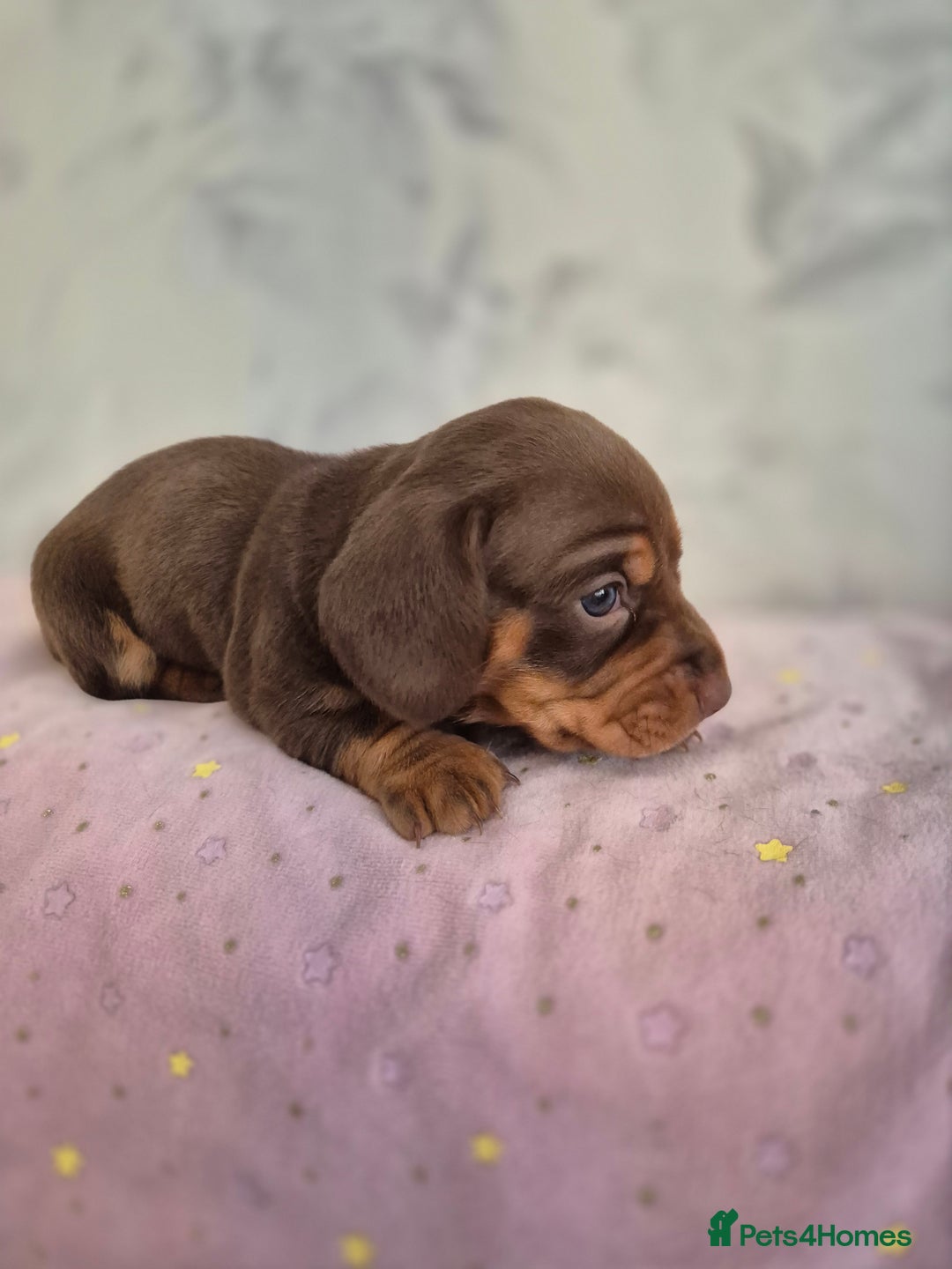 Dachshund dogs for sale: Miniature dachshund puppies PRA CLR - Image 17