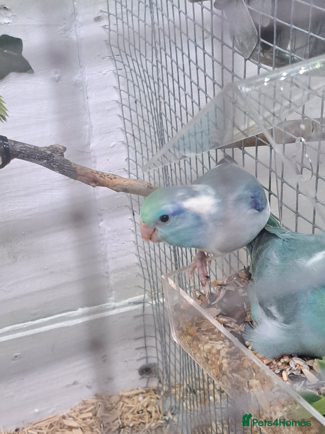 Parrots birds for sale: Three young parrolets  - Advert 1