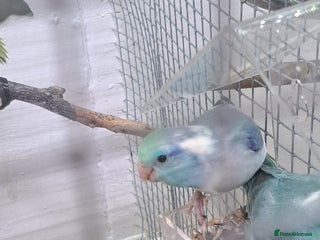 Parrots birds Three young parrolets - Advert 1