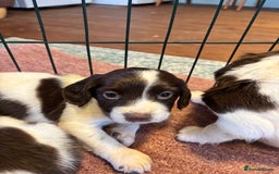 English Springer Spaniel dogs for sale: Beautiful Springer spaniel puppies  - Image 10