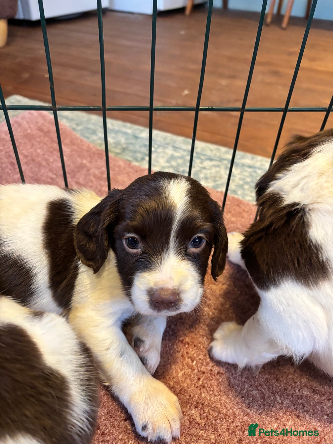 English Springer Spaniel dogs for sale: Beautiful Springer spaniel puppies  - Image 10