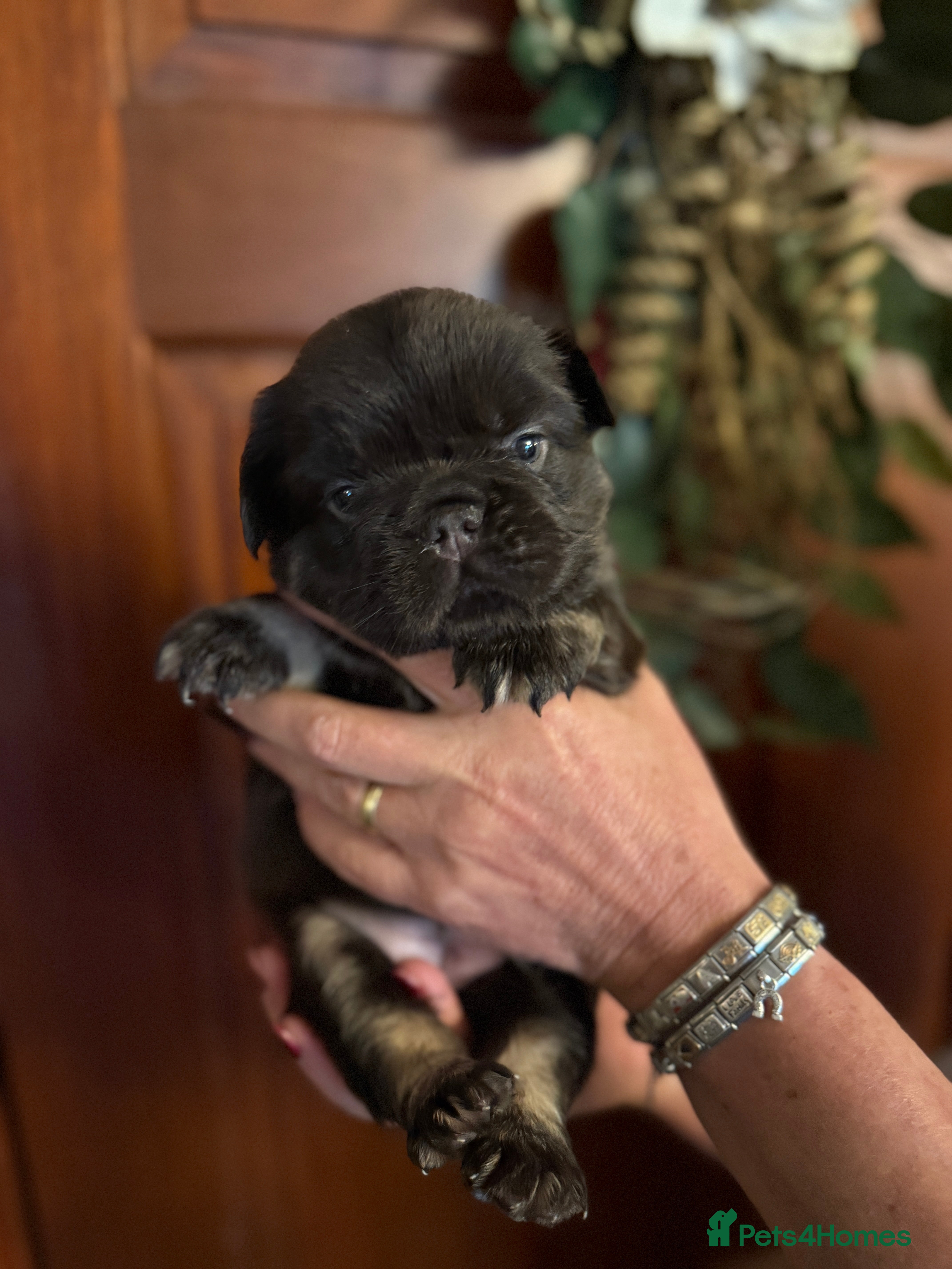 French Bulldog dogs Wicked French Bulldog female Pup Elphaba - Advert 1