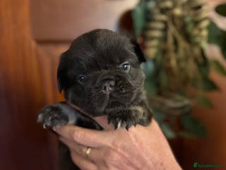 French Bulldog dogs Wicked French Bulldog female Pup Elphaba - Advert 3