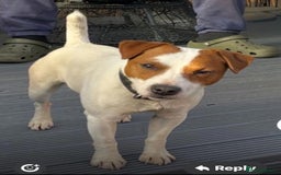 Jack Russell dogs for sale: Beautiful Jack Russell Litter - Image 6