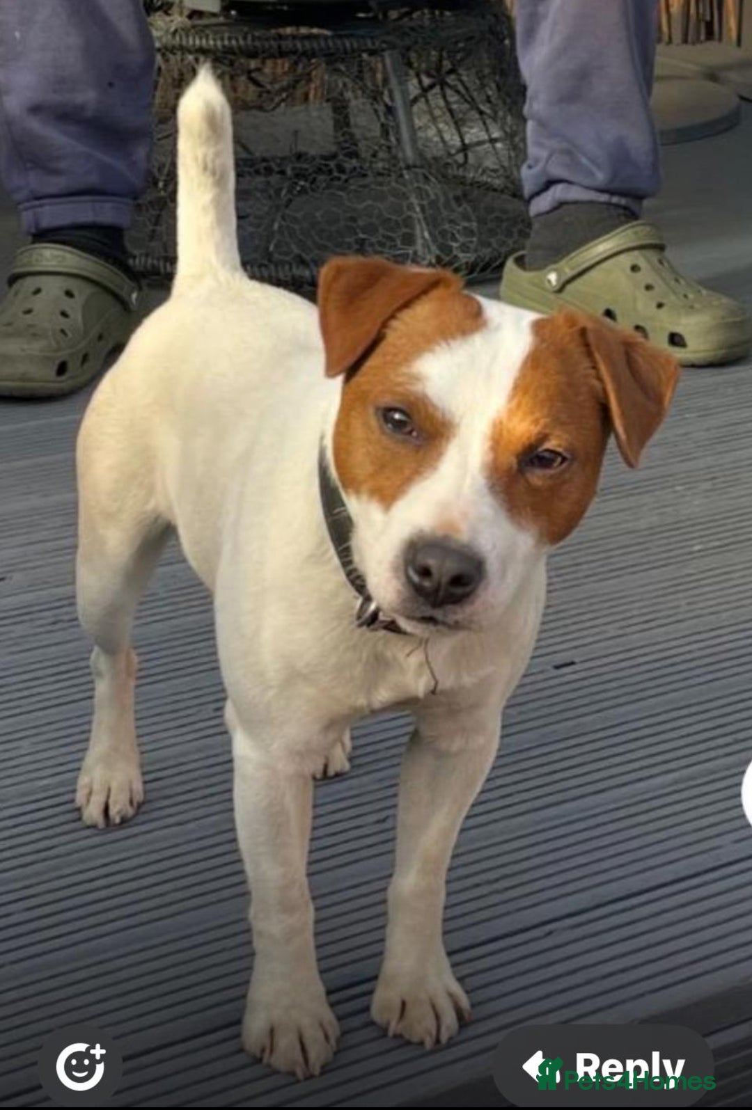 Jack Russell dogs for sale: Beautiful Jack Russell Litter - Image 6