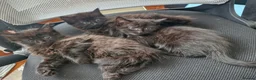 Mixed Breed cats for sale: Lovely black kittens in Bedford - Advert 3
