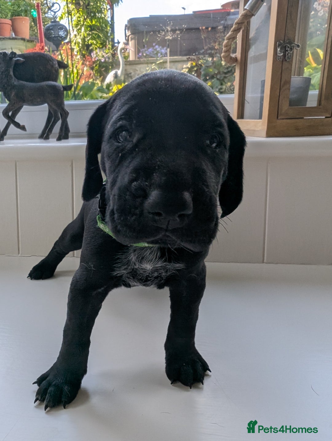 German Shorthaired Pointer dogs for sale: Stunning 3rd Generation GSP Puppies Available  - Image 2