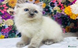 Ragdoll cats for sale: Beautiful Ragdoll Kittens  - Image 25