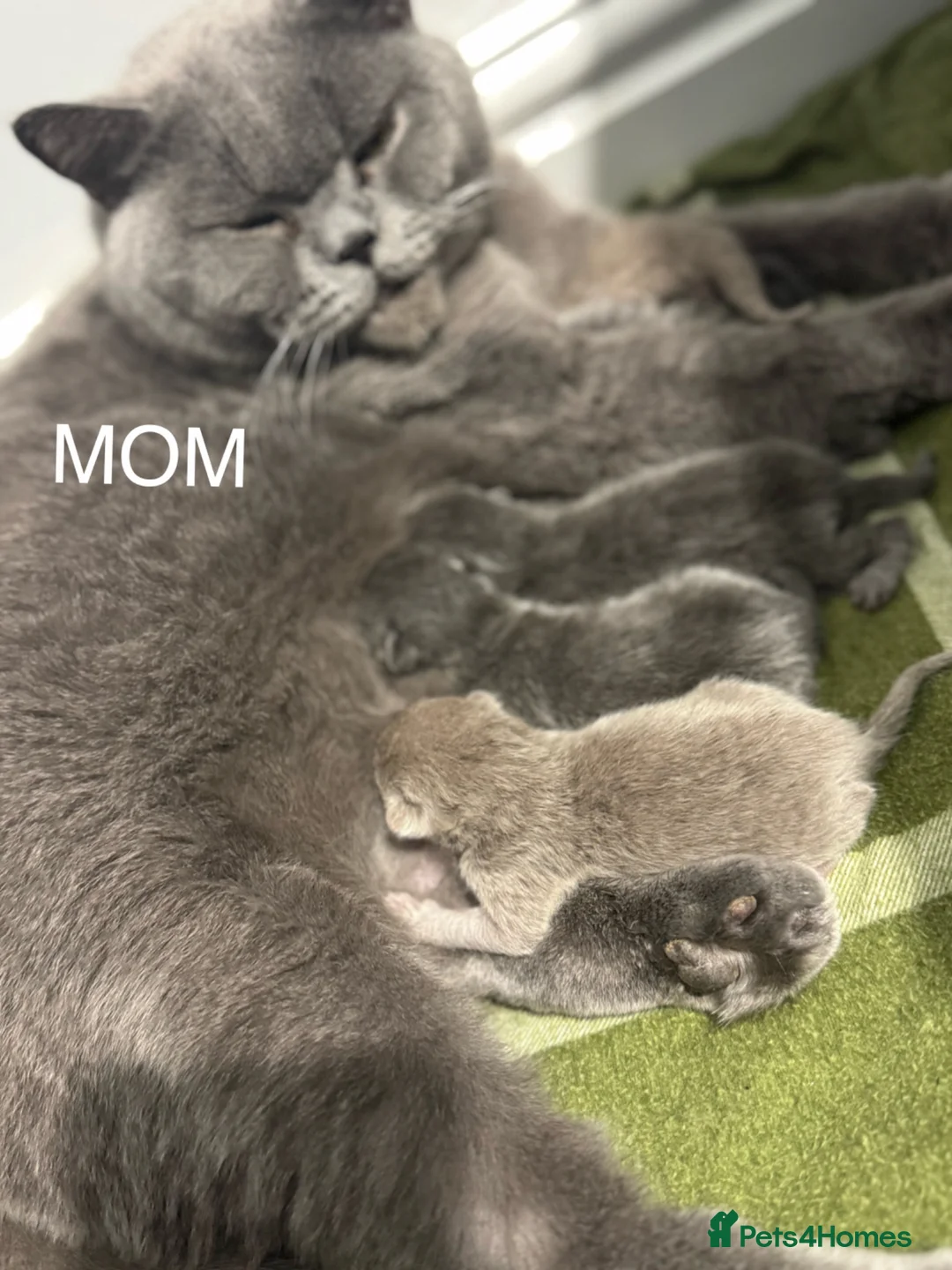 British Shorthair cats for sale: British shorthair Blue & Lilac in Tamworth - Advert 2