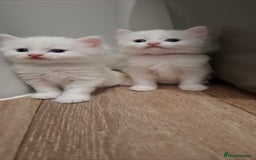 Ragdoll cats for sale: 🤍 Pure white kittens available 🤍 in Didcot - Image 6