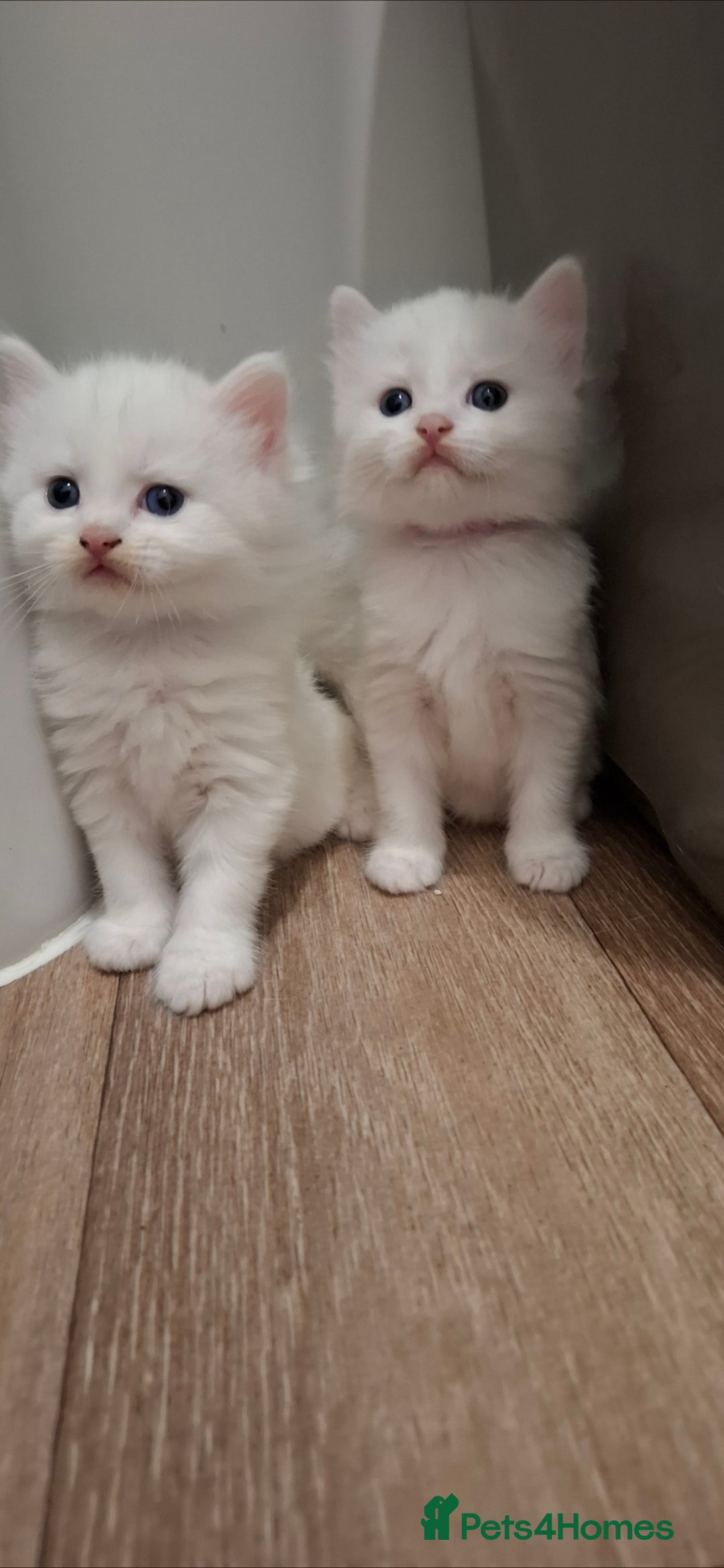 Ragdoll cats for sale: 🤍 Pure white kittens available 🤍 in Didcot - Image 6