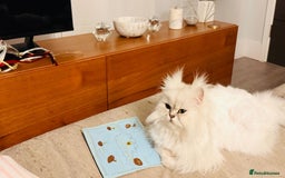 Persian cats for sale: Miss Kitty Persian cat - Image 4