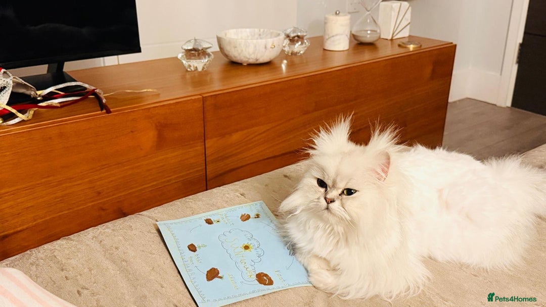 Persian cats for sale: Miss Kitty Persian cat - Image 4