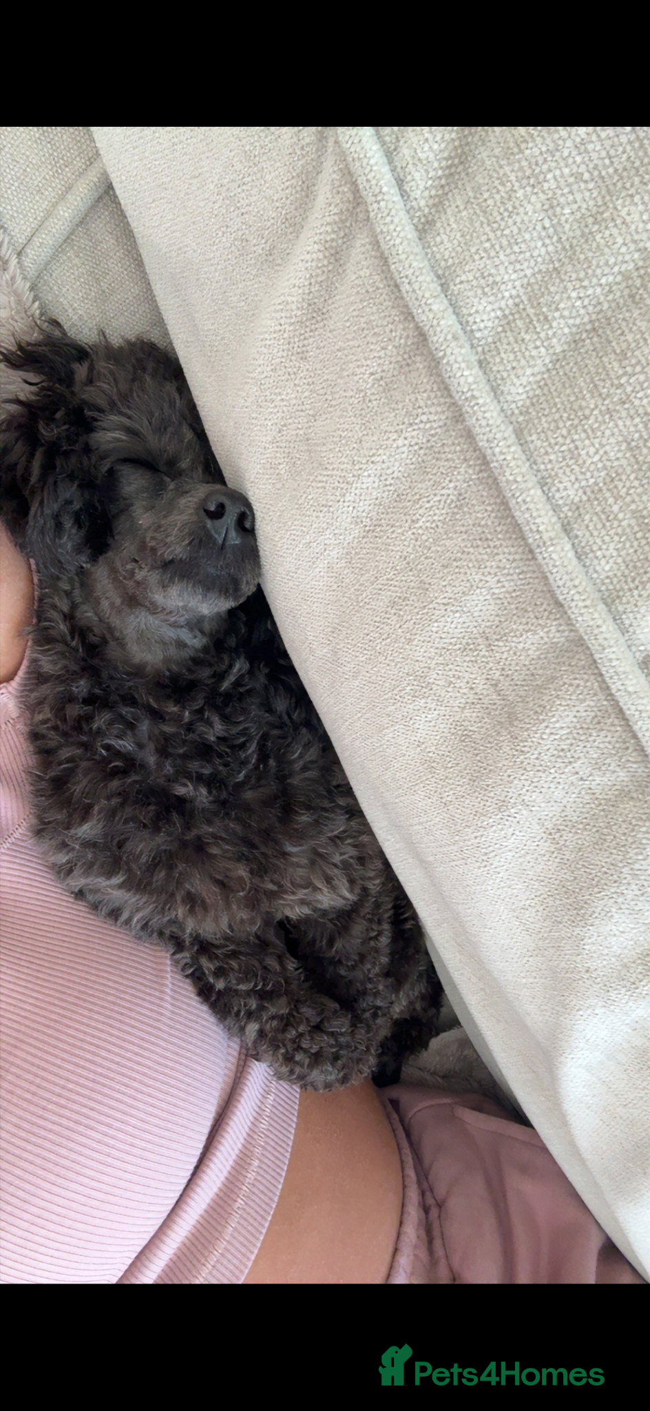 Toy Poodle dogs for sale: Tiny toy poodle - Advert 3