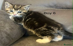 British Shorthair cats for sale: Stunning kittens available  - Image 6