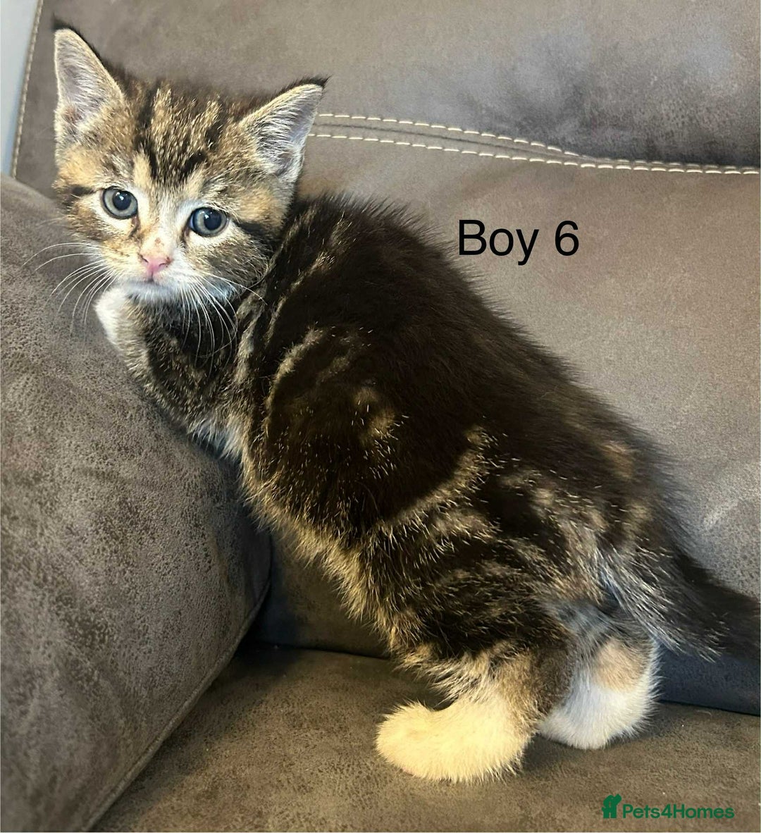 British Shorthair cats for sale: Stunning kittens available  - Image 6