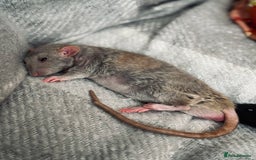 Rat rodents for sale: Milo & Bruce - disabled boy and younger brother  - Image 10