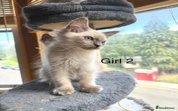Ragdoll cats for sale: 4 beautiful ragdoll kittens  - Image 11