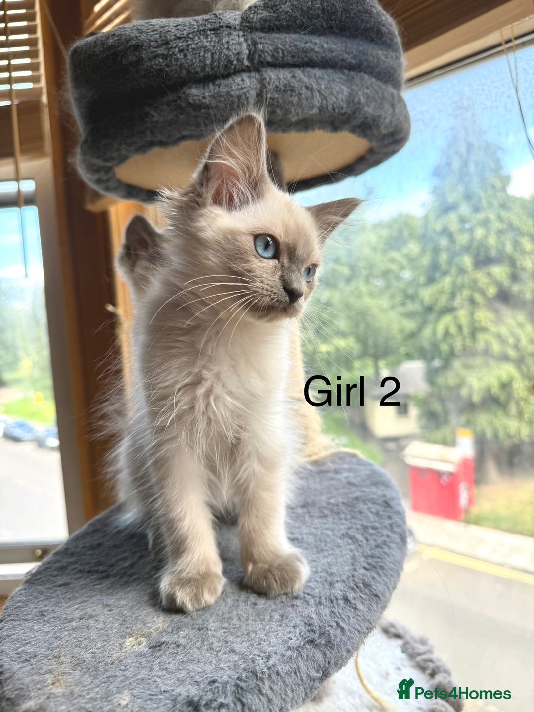 Ragdoll cats for sale: 4 beautiful ragdoll kittens  - Image 11