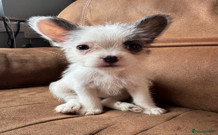 Mixed Breed dogs - Advert 5