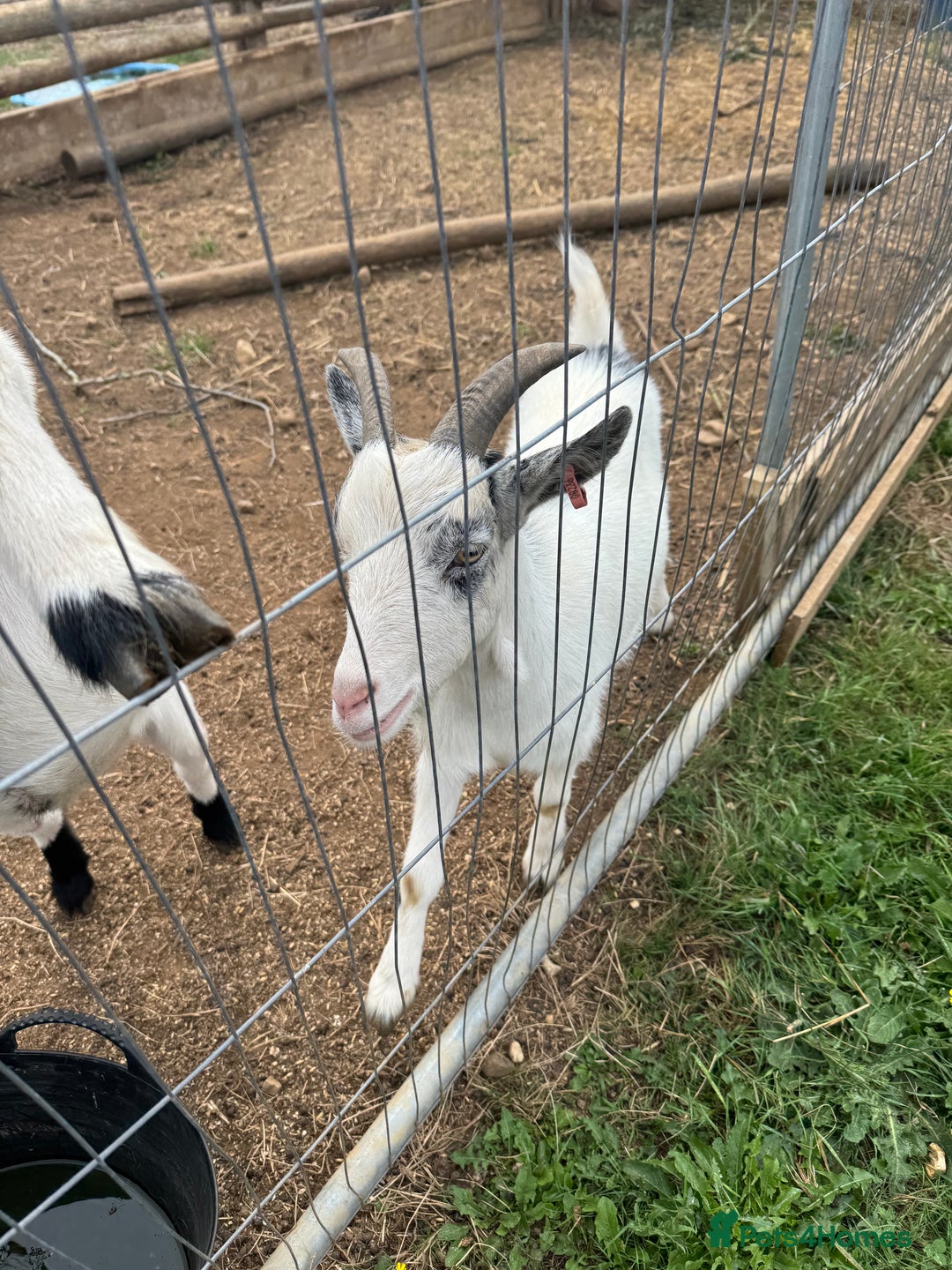 Goats livestock for sale: 2 male wethers for sale  - Image 2