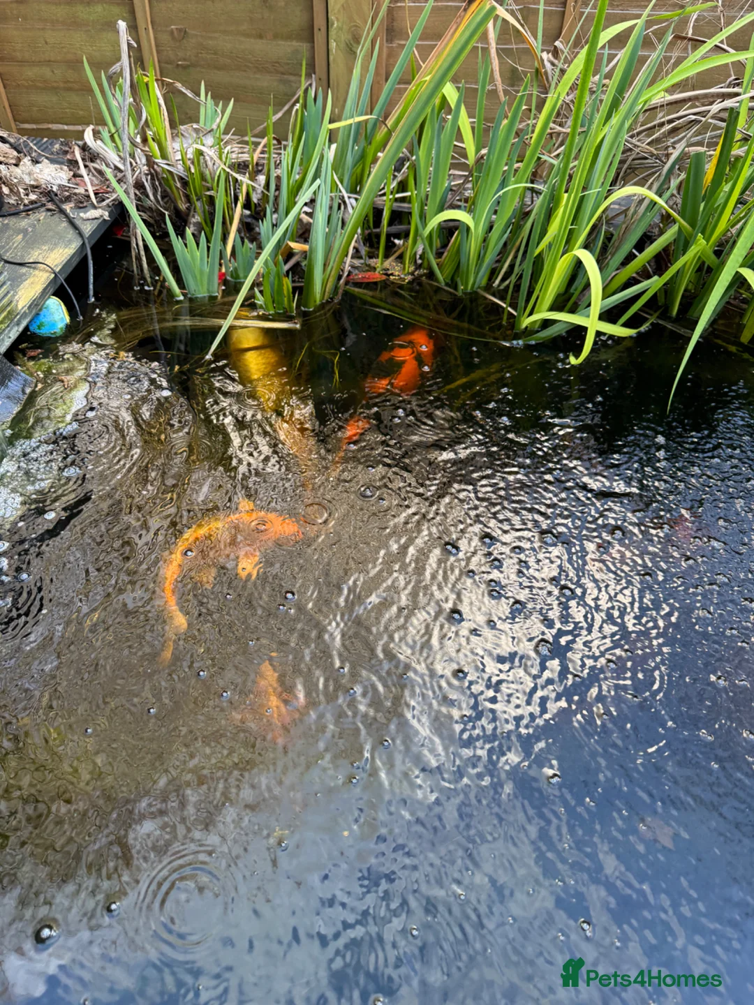 Goldfish fish for sale: Koi & Goldfish with Full Pond Setup - Advert 2